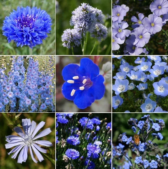 Blue Wildflower Seeds Mix - 9 Species Garden Wildflower Seed Blend for Pollinators, Borders & Meadows