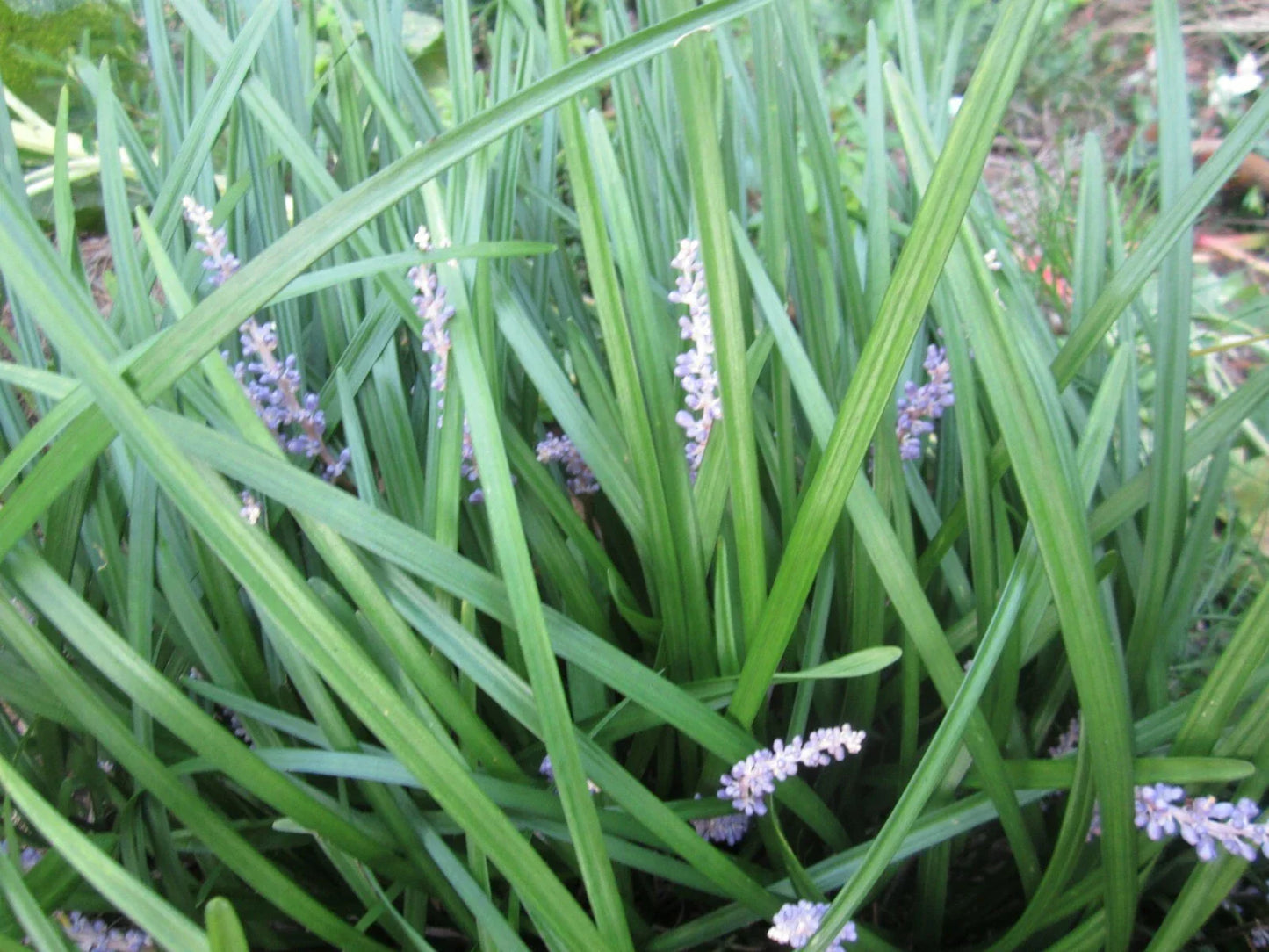 Liriope muscari Monkey Grass Plants - 101 Live Perennials for Borders, Ground Cover, Low Maintenance, Drought Tolerant