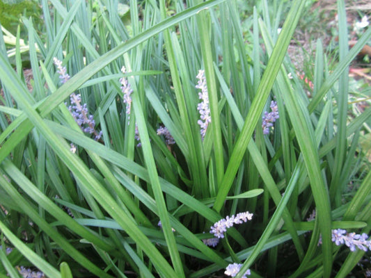 Liriope muscari Monkey Grass Plants - 101 Live Perennials for Borders, Ground Cover, Low Maintenance, Drought Tolerant