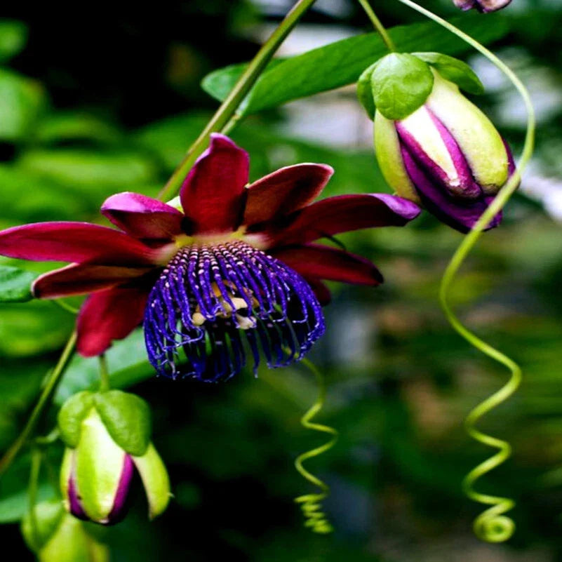 Giant Granadilla Seeds 10 Pack - Passionfruit Flower Plant Seeds - Passiflora quadrangularis - Non-GMO, Easy to Grow