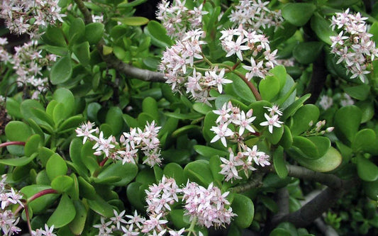 Green Jade Succulent Cuttings – Crassula Argentea – 10 Healthy Propagation Plants for Gardening and Indoor Decor