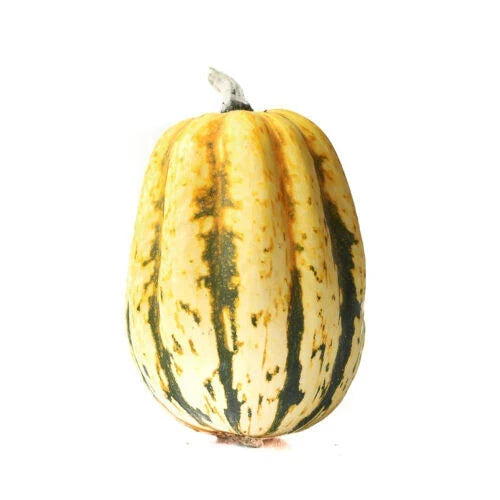 Jester Squash Seeds - 25+ Pack, Colorful Variegated Cucurbita pepo, Vining Annual Vegetable for Garden, Full Sun, USA Shipping