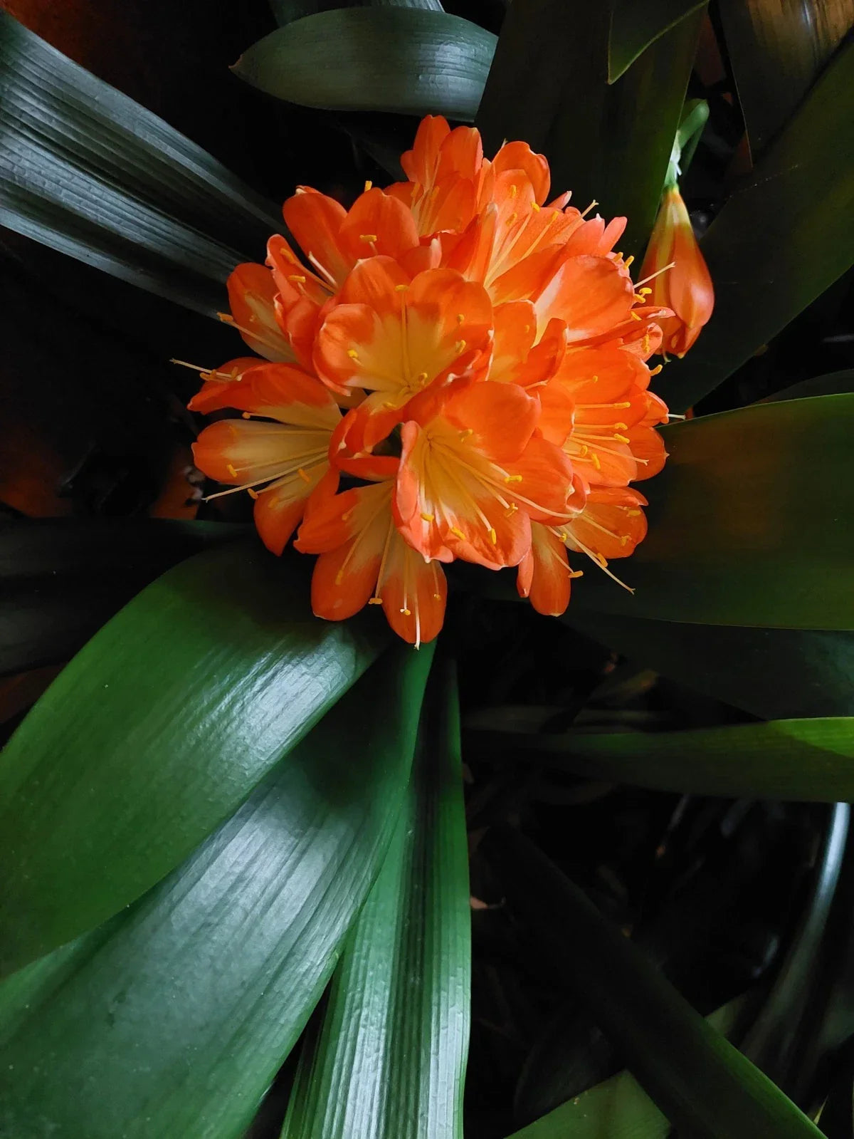 Clivia Miniata Broadleaf Plant – 5-Year-Old Indoor Houseplant, Non-Flowering, Easy Care, USA Seller