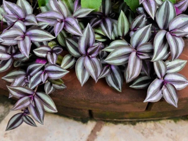 Tradescantia Zebrina Cuttings - 6 Unrooted Trailing Plant for Hanging Baskets, Indoor & Outdoor, Pet-Friendly, Vibrant Green & Purple Stripes