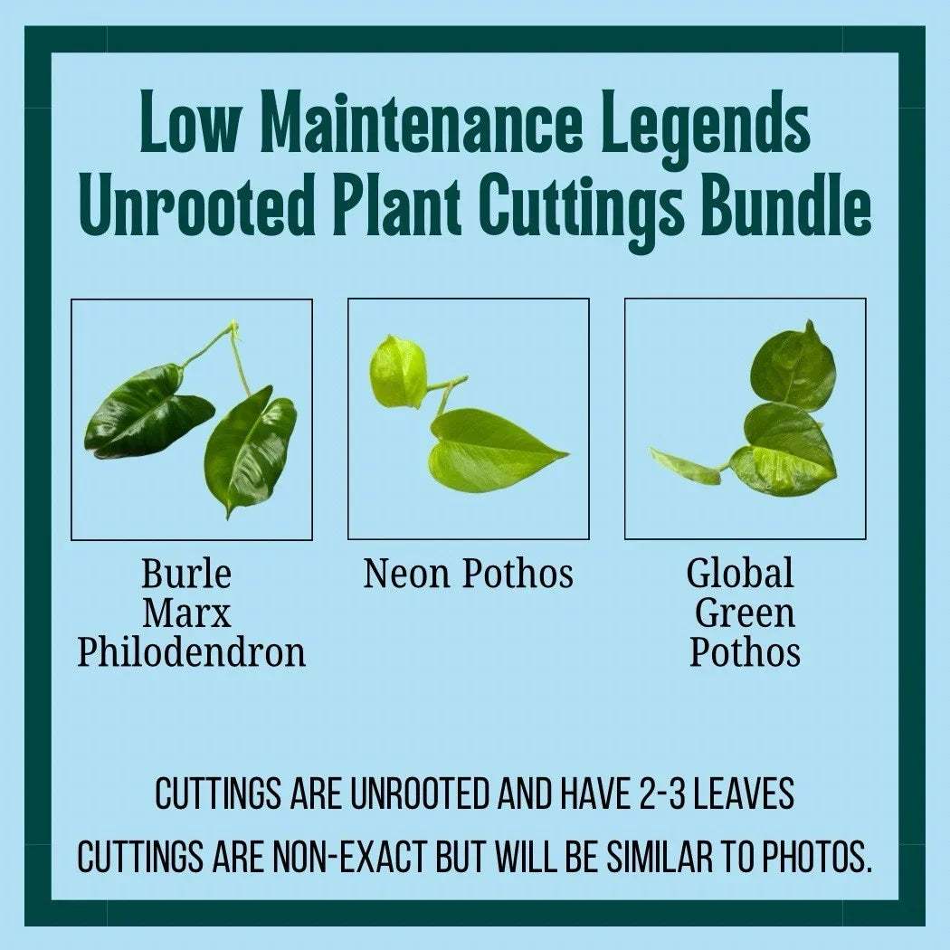 Unrooted Plant Cuttings 3 Pack – Burle Marx Philodendron, Neon Pothos, Marble Queen – Epipremnum aureum, Houseplant Propagation