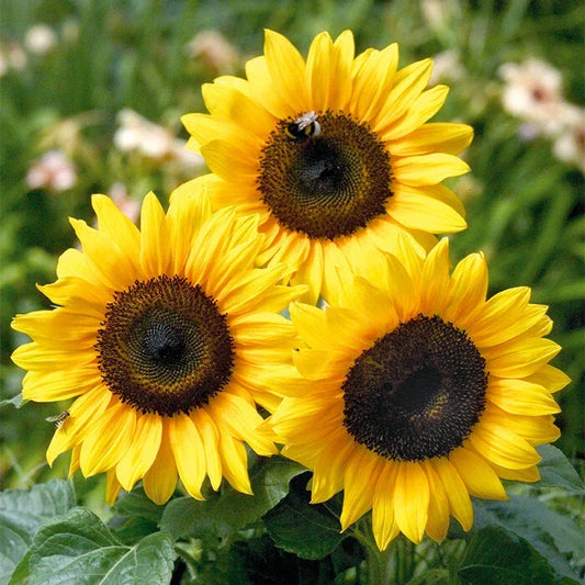 Grey Striped Mammoth Sunflower Seeds - Helianthus annuus - Non-GMO, Organic, Full Sun, 50 Seeds