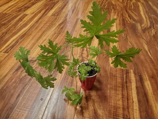 Live Citronella Plant 18" - Pelargonium 'Citrosum' Lemon Scented Aromatic Herb for Pest Repellent & Garden