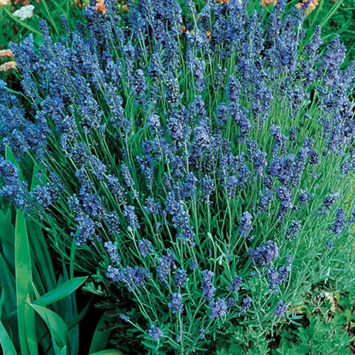 Lady Lavender Seeds Pack of 100 | Heirloom Non-GMO Lavandula angustifolia | Fragrant, Attracts Pollinators