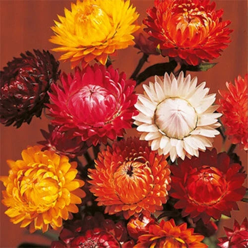 Tom Thumb Mix Strawflower Seeds | Non-GMO, Easy to Grow | Helichrysum bracteatum | Vibrant Colorful Flowers for Garden, Borders & Containers