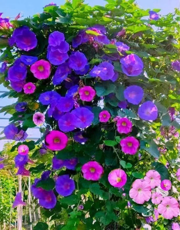 Tall Morning Glory Seeds Mix - Climbing Vine Flower Seeds for Garden, Ipomoea purpurea, 50+ Non-GMO Seeds, Vibrant Blooms, Attracts Pollinators