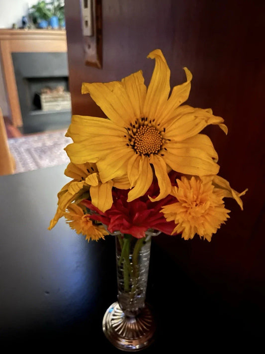 Organic Mexican Sunflower Cuttings – 10 Fresh Tithonia diversifolia Perennial Plants, USA Grown, Bright Orange Flowers