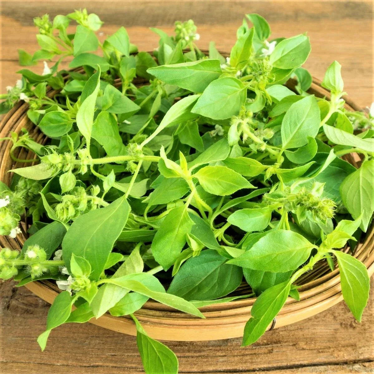 Lemon Basil Seeds - 200 Count Non-GMO Seed Pack - Ocimum basilicum var. citriodorum - Unique Culinary Herb for Gardens