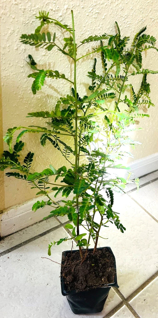 Organic Stone Breaker Plants 2X | Phyllanthus niruri Chanca Piedra Herb Live Plants | Natural Kidney Support & Detox
