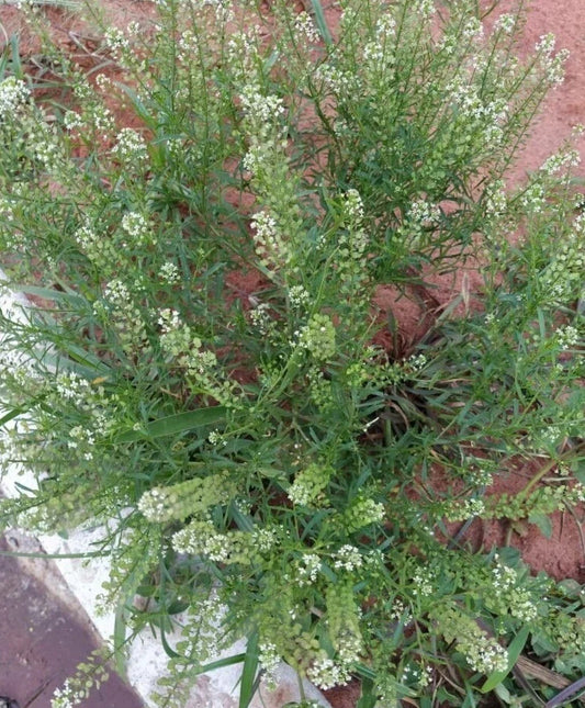 Organic Peppergrass Seeds - Virginia Pepperweed Herb - Non-GMO, 100+ Seeds for Home Gardening, Culinary Use, Lepidium virginicum