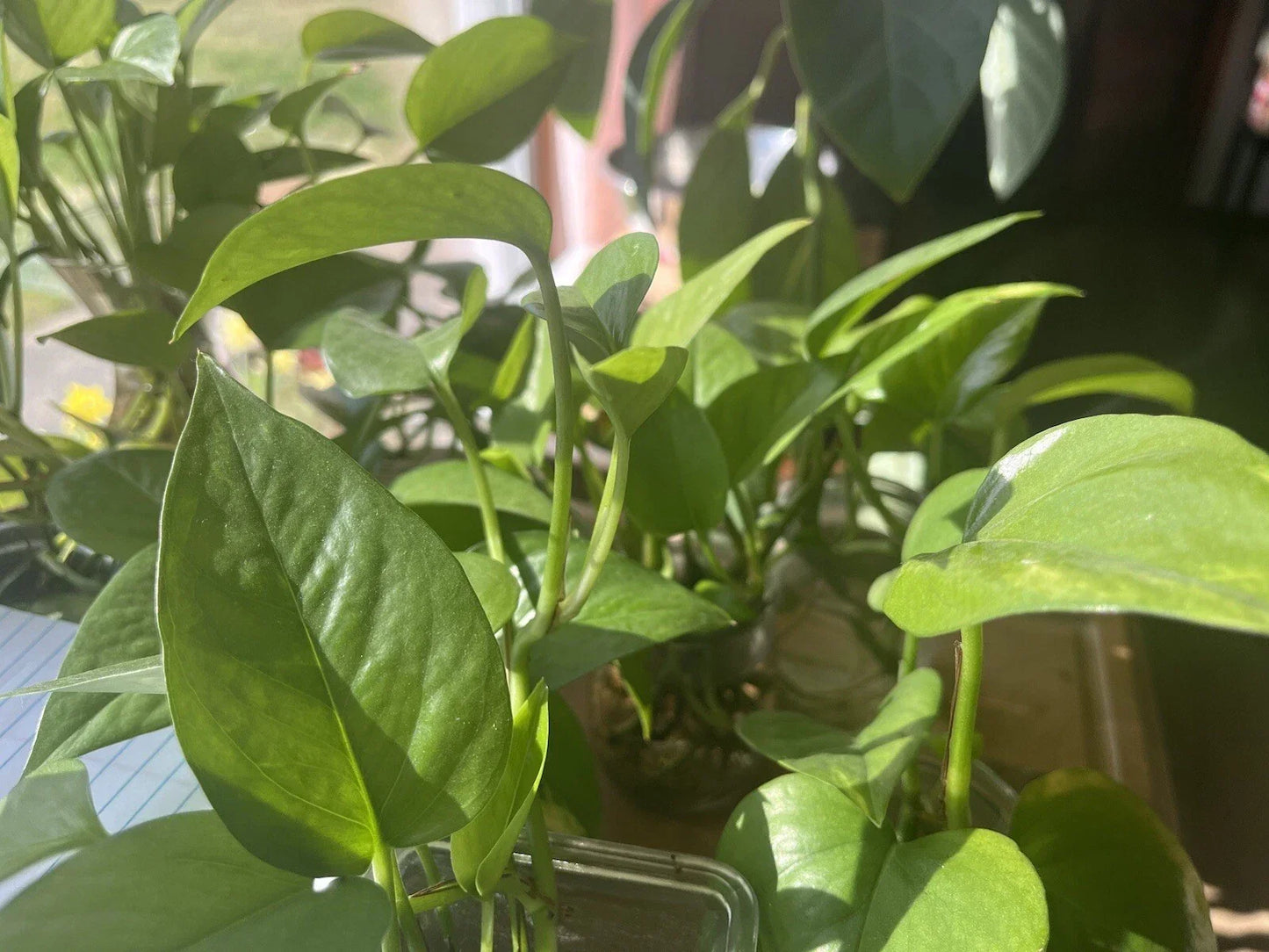 Pothos Plant – Organic Healthy Vibrant Green – Epipremnum aureum – Indoor Houseplant for Home and Office Decor