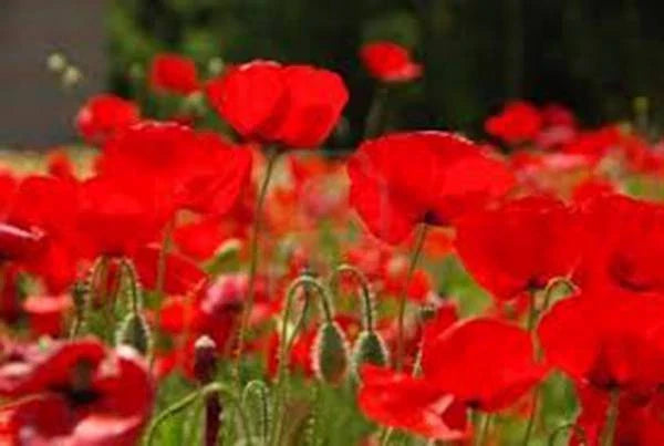 Red Poppy Seeds Pack – 100+ Bright Red Flowers, Papaver rhoeas, Easy to Grow for Gardens & Cut Flowers