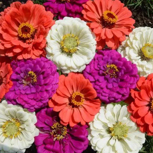 Organic Zinnia Seeds Mix - 100 Varieties for Garden, Pollinator-Friendly, Zinnia elegans, USA Grown
