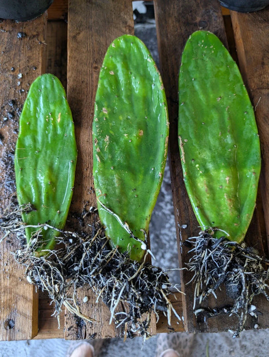 Live Eastern Prickly Pear Cactus Pads - 3 Rooted Opuntia humifusa Succulents for Drought Tolerance and Xeriscaping