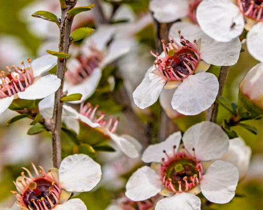 Manuka Tea Tree Seeds - 100+ Medicinal Herbal Tea Bush Seeds for Honey Production - Leptospermum scoparium, USA Seller