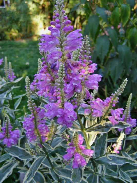 Obedient Plant Variegata Live Plant with Pink Flowers, Physostegia virginiana var. albiflora, Perennial for Garden Borders & Containers