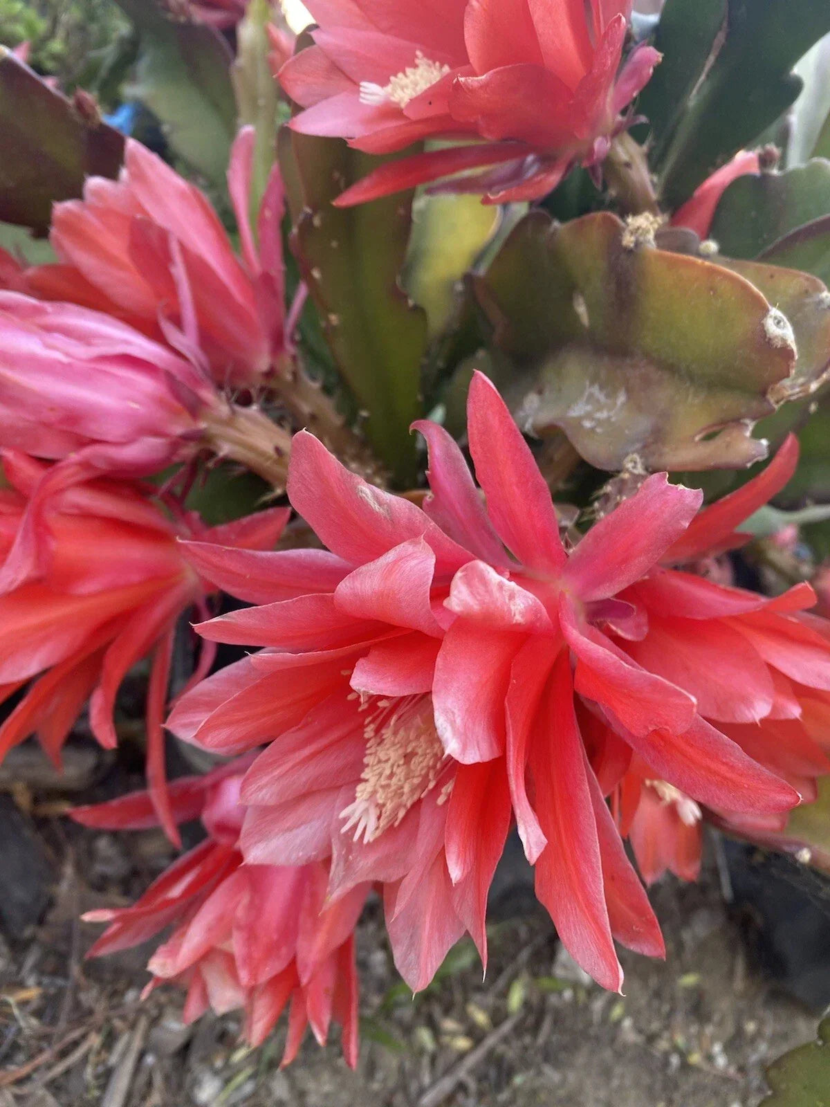 Red Orchid Cactus Cuttings – Epiphyllum ‘Disocactus Ackermannii’ – 3 Healthy 4-8 Inch Plant Segments for Gardening