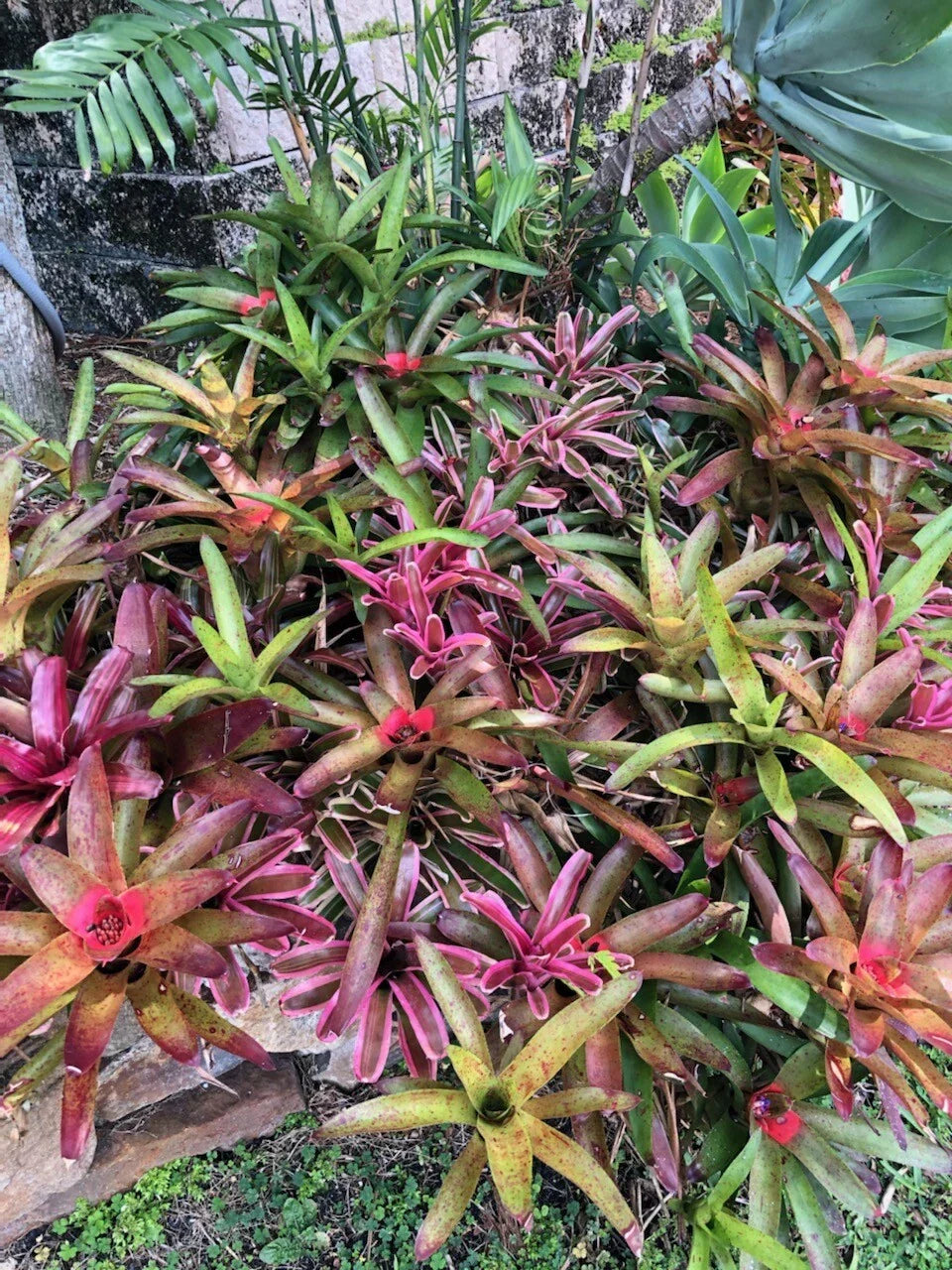Tropical Bromeliads Plant Collection – 5 Neoregelia, Billbergia, Aechmea Varieties for Home Decor
