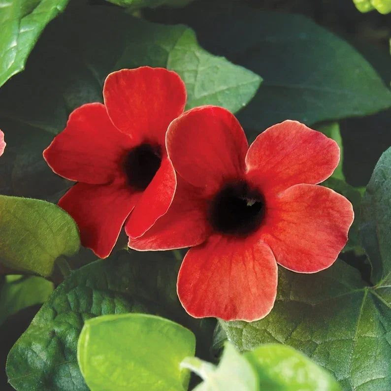 Black Eyed Susan Vine Starter Plant – Sunny Susy Cherry Red Flowering Climbing Thunbergia alata Live Bareroot Plant
