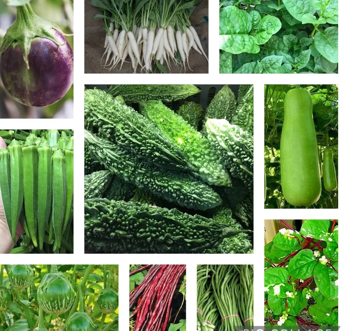 Asian Vegetable Seeds Packets - 10 Varieties including Indian Bittermelon & Malabar Spinach - Heirloom Non-GMO Seeds for Home Gardening