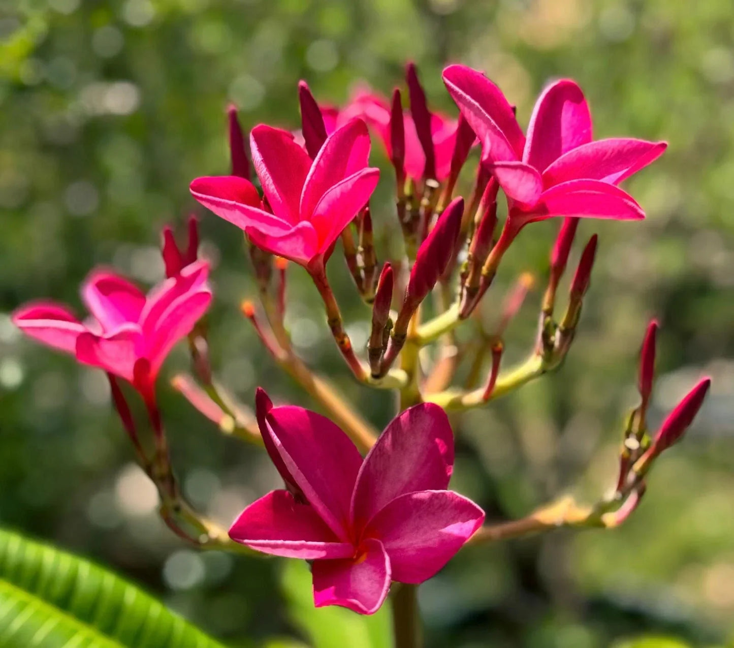 Plumeria Cutting 6-8" Pink Flowering Frangipani Tropical Plant Hawaiian Garden Decor