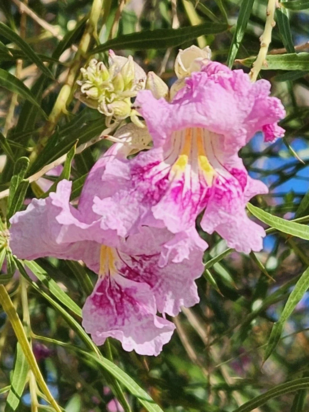 Desert Willow Tree Seeds 40+ Pink Fragrant Chilopsis linearis for Gardens and Landscapes