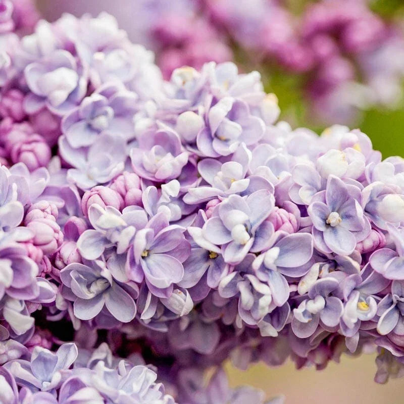 President Gra Lilac Seeds | Fragrant Perennial Flower | Syringa vulgaris | Garden, Landscape, Pollinator Attracting