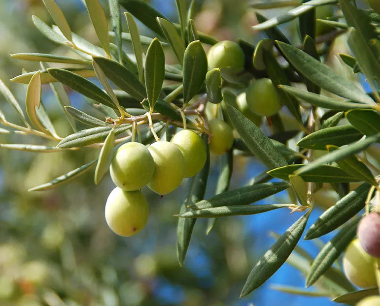 Canino Olive Tree Seeds 12 Pack Edible European Green/Black Fruit Olea Europaea for Garden, Landscaping