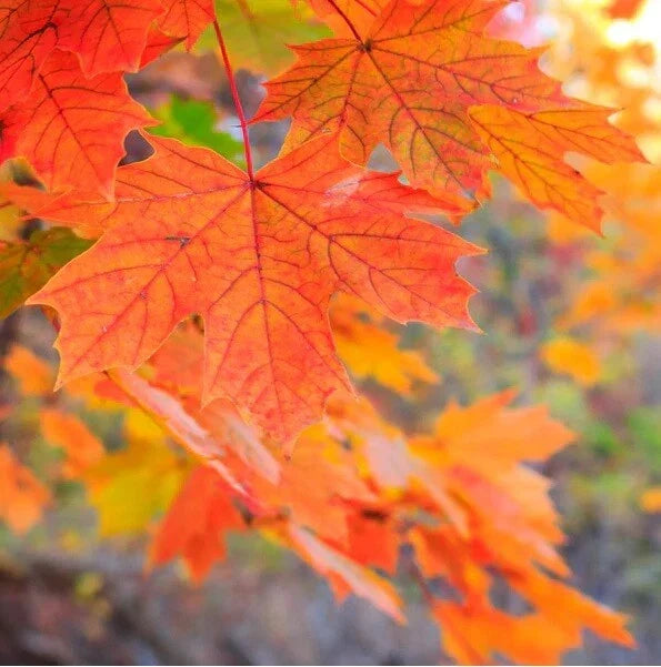 Sugar Maple Seeds Pack – Acer saccharum Southern – Fall Foliage, Wildlife Attractant, Hardy Tree for Landscaping