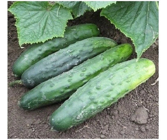 Marketmore 76 Cucumber Seeds - Disease-Resistant Bush Variety for Slicing, 25-200 Seeds, Cucumis sativus