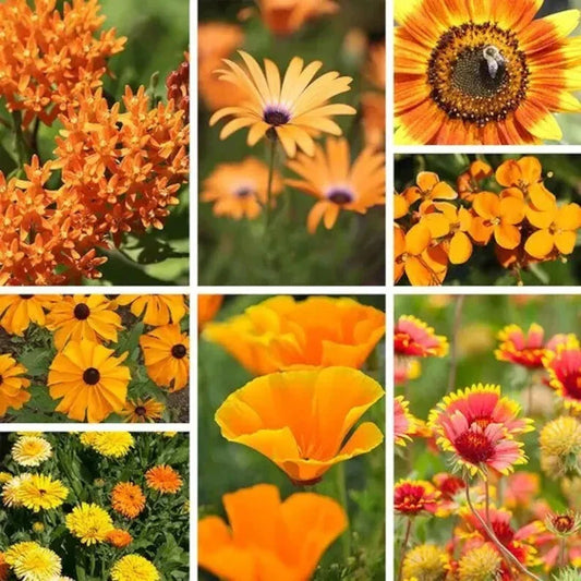 Orange Wildflower Seed Mix - 200 Organic Non-GMO Seeds for Gardens, Meadows & Landscaping - Vibrant Pollinator Attracting Flowers