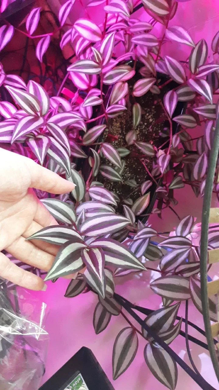 Wandering Jew Cuttings - 10 Unrooted Burgundy Tradescantia Zebrina Live Plant Propagation Cuttings
