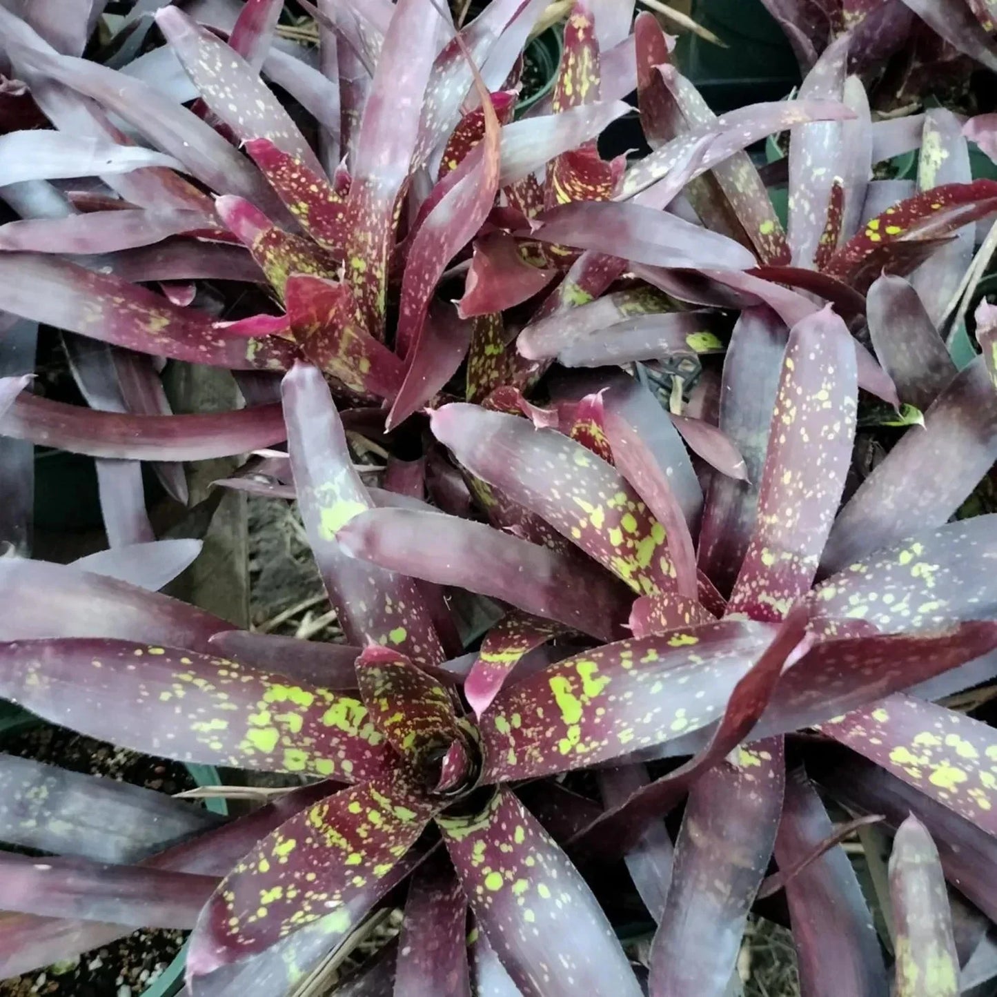 Bromeliad Plant - Offset, Neoregelia Gympie Parade - Colorful Tropical Indoor Houseplant