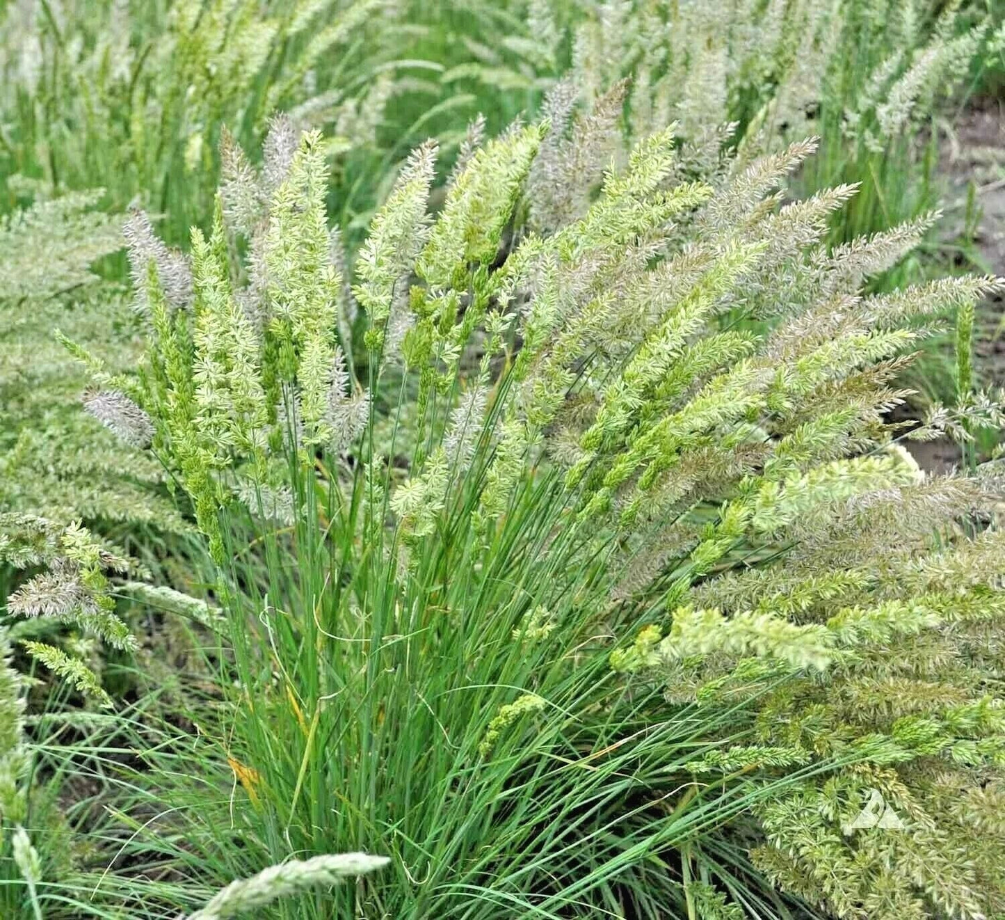 Prairie June Grass Seeds Koeleria macrantha Native Ornamental Drought Tolerant Easy Care for Gardens