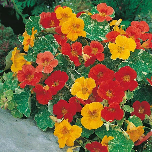 Nasturtium Seeds Alaska Mix - Edible Flowers & Leaves - Tropaeolum majus - Non-GMO, Heirloom, Bright Colorful Blooms
