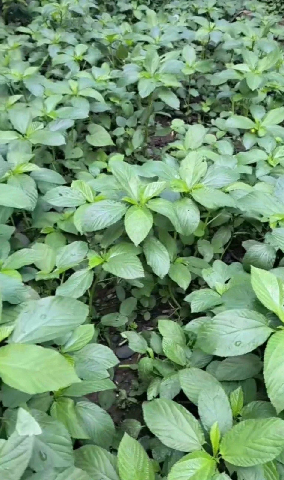 Egyptian Spinach Seeds - Over 200, Corchorus olitorius, Heirloom, Nutritious Greens for Home Gardening