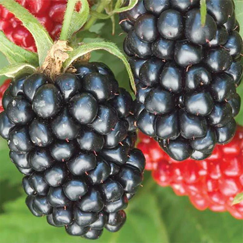 Thornless Apache Blackberry Plant – Live 3-Year-Old Fully Rooted Rubus fruticosus 'Apache' for Juicy Blackberries
