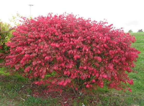 Dwarf Burning Bush Sapling - 3 Bare Root Hardy Shrubs for Privacy Hedge - Euonymus alatus - Vibrant Red Foliage, Easy to Grow