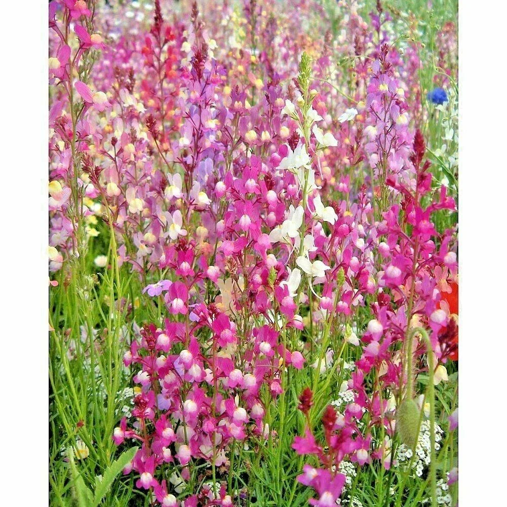 Snapdragon Seeds - Northern Lights Mix - Antirrhinum majus - Vibrant Spring & Fall Flower Garden Seeds
