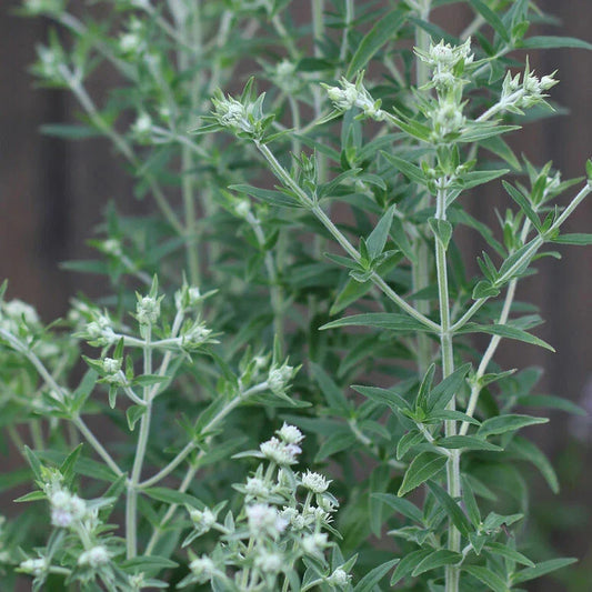 Mountain Mint Seeds 1000 Pack Pycnanthemum pilosum Aromatic Herb for Gardens, Landscaping & Pollinator Attractant