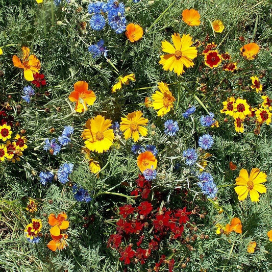 Gulf Coast Wildflower Seed Mix, 24 Species Native Wildflowers for Garden, Ecological Planting, Florida, Texas, Louisiana