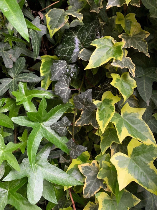 Ivy Cuttings Combo Set - Organic Live USA English, Variegated, Asterisk Hedera helix, Climbing & Trailing Vines