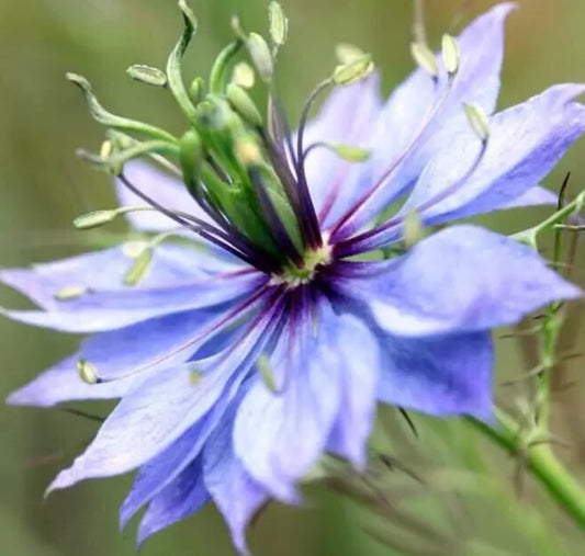 Love in a Mist Flower Seeds 300+ Nigella Damascena Annual Wildflower for Borders & Containers