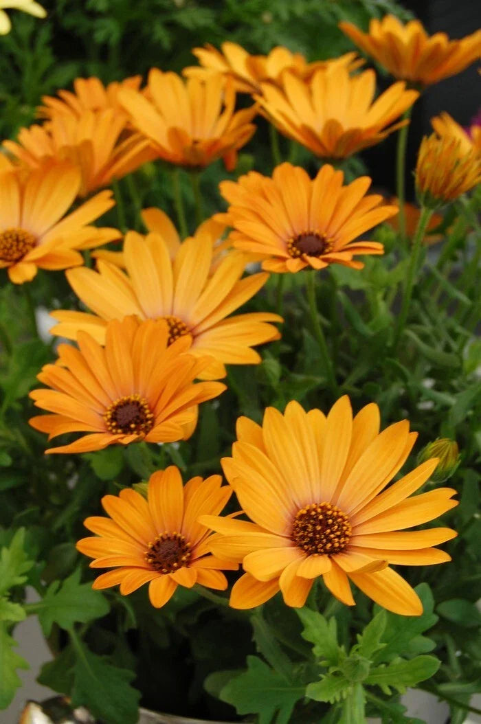 Yellow Cape Daisy Seeds - 200+ Pack, Osteospermum spp., Bright Yellow Flowers, Attracts Pollinators, Non-GMO, USA Grown