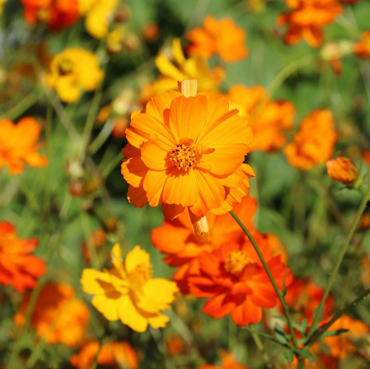 Diablo Cosmos Seeds - 200+ Pack - Colorful Annual Flowers - Cosmos bipinnatus - Easy to Grow, Attracts Pollinators