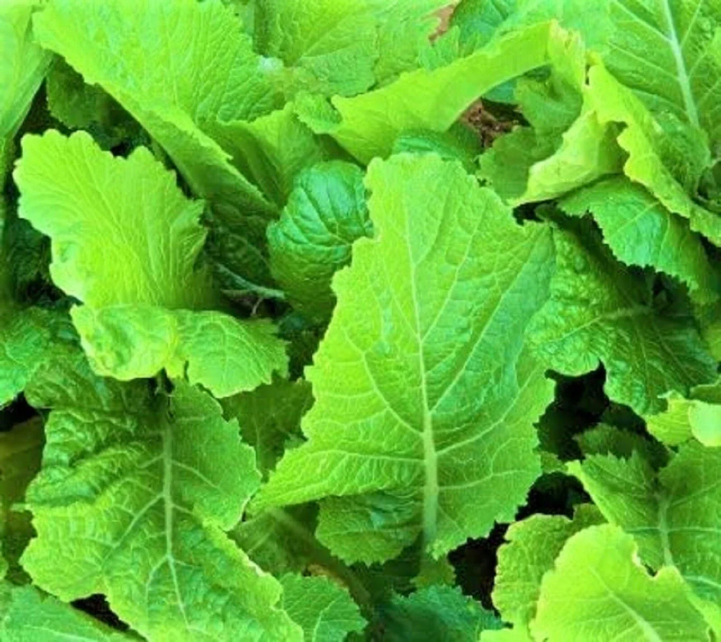 Florida Broadleaf Mustard Seeds - Non-GMO Brassica juncea for Home Garden, Container Planting, 300+ Seeds